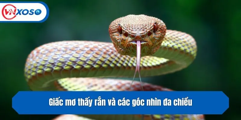Giấc mơ thấy rắn và các góc nhìn đa chiều