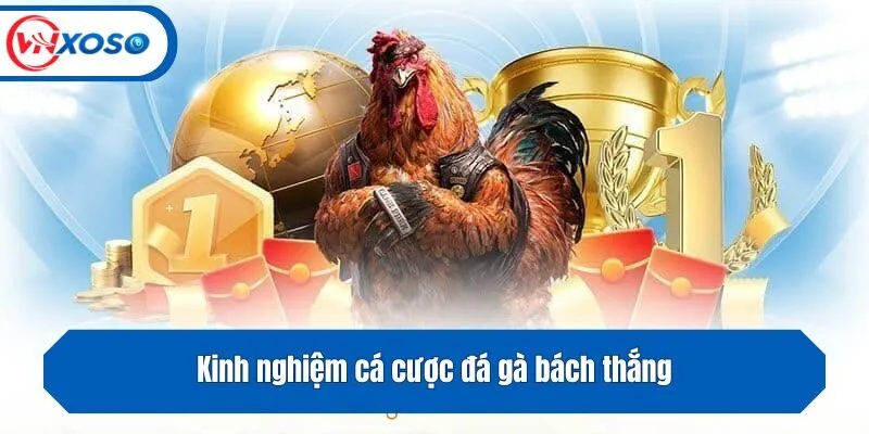 Kinh nghiệm cá cược đá gà bách thắng