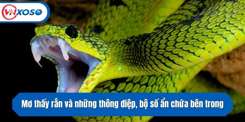 Mơ thấy rắn và những thông điệp, bộ số ẩn chứa bên trong